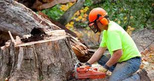Decoding the Average Cost of Tree Removal: Surprising Factors Unveiled